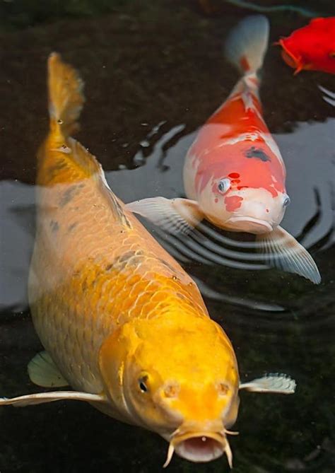 錦鯉風水|錦鯉風水：家養錦鯉的風水學開運講究